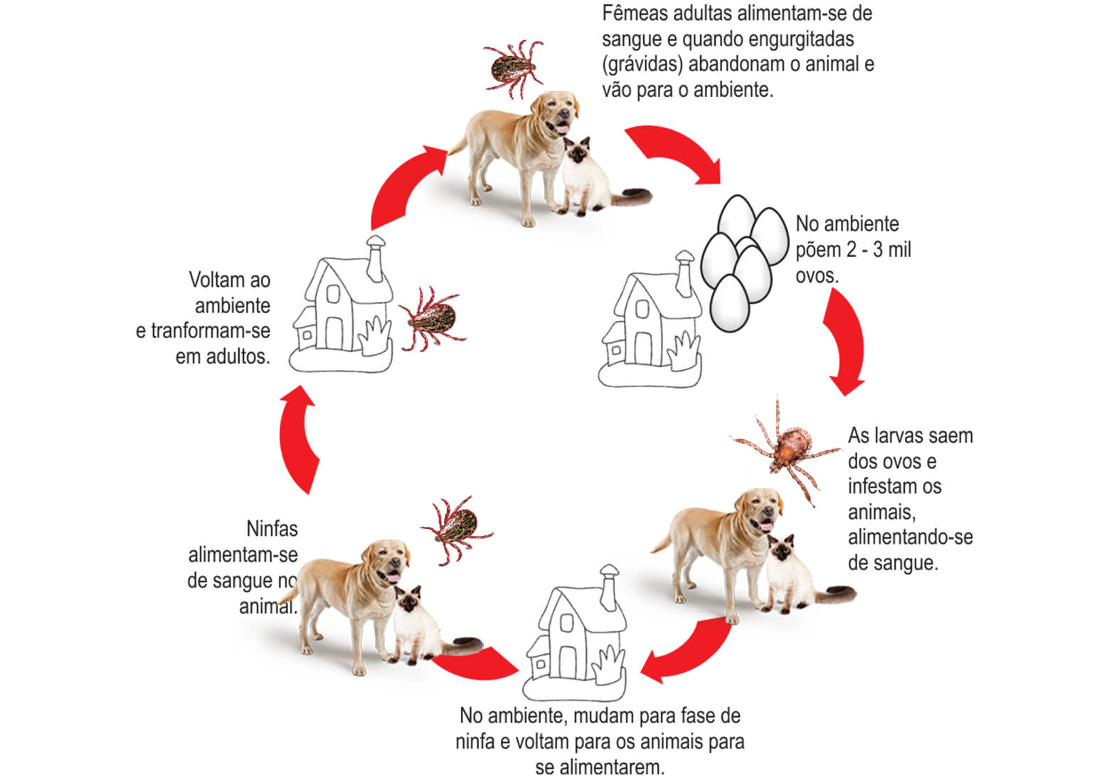 Pulgas e Carrapatos, conheçam os inimigos do seu pet